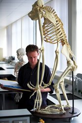 Orangutan skeleton
