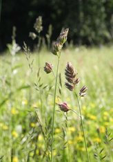 Wild plants