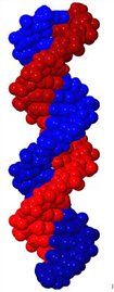 DNA