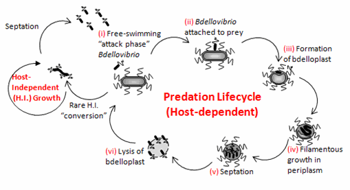 Bdellovibrio predation lifecycle