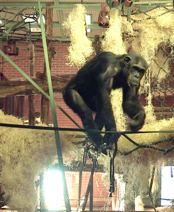 a chimpanzee at Twycross explores its enclosure after modifications guided by the EDT