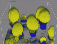 Mushroom structures in Pseudomonas biofilms (Dr Jan-Ulrich Kreft research)