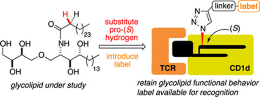Synthetic glycolipids for binding at the TCR-CD1d interface