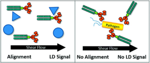 Biomolecular detection coupling flow and linear dichroism