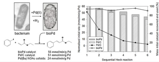 Palladium nanoparticles supported on bacterial biomass capable of catalysing the Heck reaction