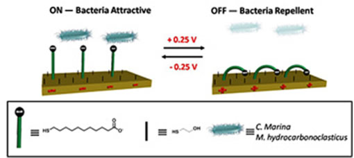 Design and study of an electrical switchable bacterial adhesion surface