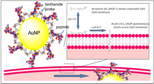 Luminescent europium and pH low inserting peptide coated nanoparticles for pH controlled delivery into platelets