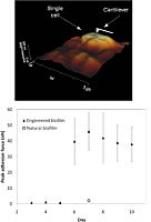 surface properties and adhesive strength of biofilms studied by AFM.