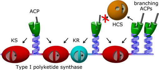 Type I polyketide synthase
