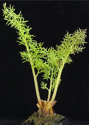 The model fern, Ceratopteris richardii, in full ‘flower’