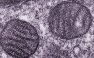 Mitochondrion - By Louisa Howard [Public domain], via Wikimedia Commons