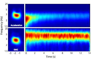 Changes in tremor frequency caused by muscle thixotropy