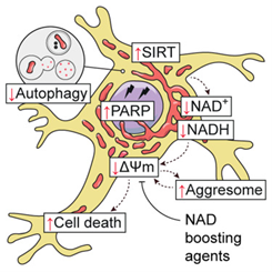 Spotlight on neuronal cell death linked to NAD depletion during loss of autophagy