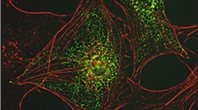 feature-research