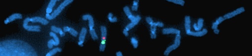 fluorescence in situ hybridization