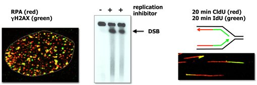 DNA replication