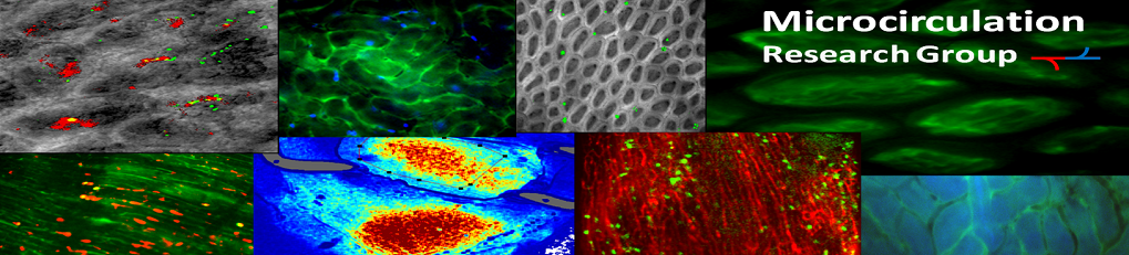 Intravital images of various organs and tissues captured by the Microcirculation Research Group
