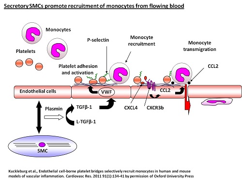 Leukocyte Trafficking Group - platelet monocyte interactions