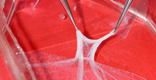Biomaterials - keratinocyte cell sheet grown in vitro