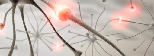 neurons