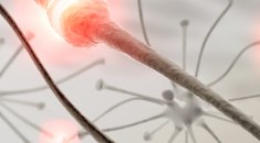 neurons