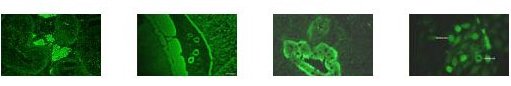 Immunology Services