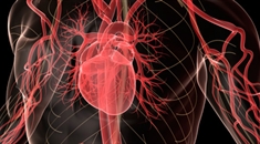 brain-heart-Cropped-235x130