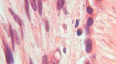 dentistry-domain-Cropped-235x130