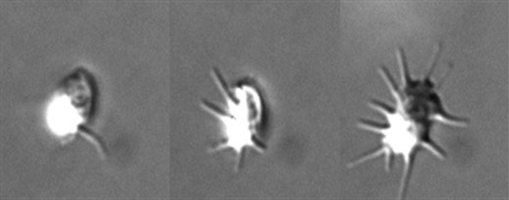 platelet-homepage-banner-image-Cropped-520x204-Cropped-509x200