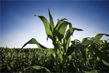 Potential biofuel sources include crops