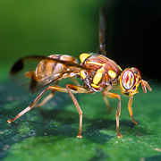 Sex determination in Fruit Flies