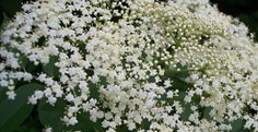 elder-blossom-Cropped-236x121