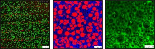 Confocal-microscope-example