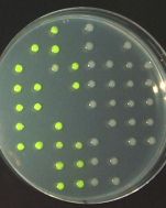 Sortedbacteria