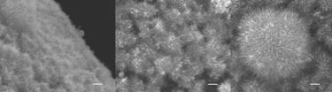 Nanoparticles (scale 100nm)