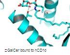 GalCer bound to hCD1d