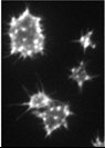 Molecular Probes