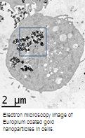 Electron microscopy image of Europium coated gold nanoparticles in cells.