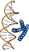 Peptide chemistry
