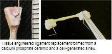 Tissue engineered ligament replacement formed from a calcium phosphate ceramic and a cell-generated sinew.