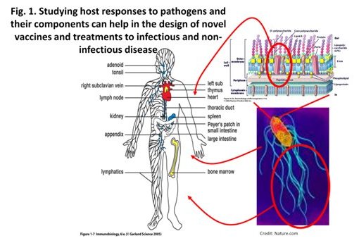 Fig. 1. Studying host responses to pathogens and their components can help in the design of novel vaccines and treatments to infectious and non-infectious disease