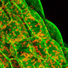 Microtubules in plants - Juliet Coates