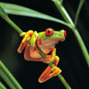 Red-eyed frog