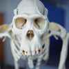 Skeleton