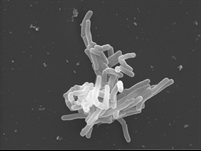 Tuberculosis bacilus