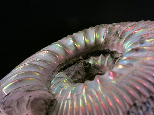 Ammonite Rasenia sp