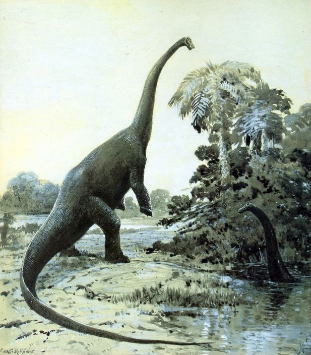 1907 - Knight Diplodocus in swamp