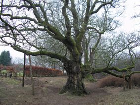 A photo of the Birnam Oak