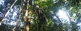 Researcher working in the canopy of the Amazon forest