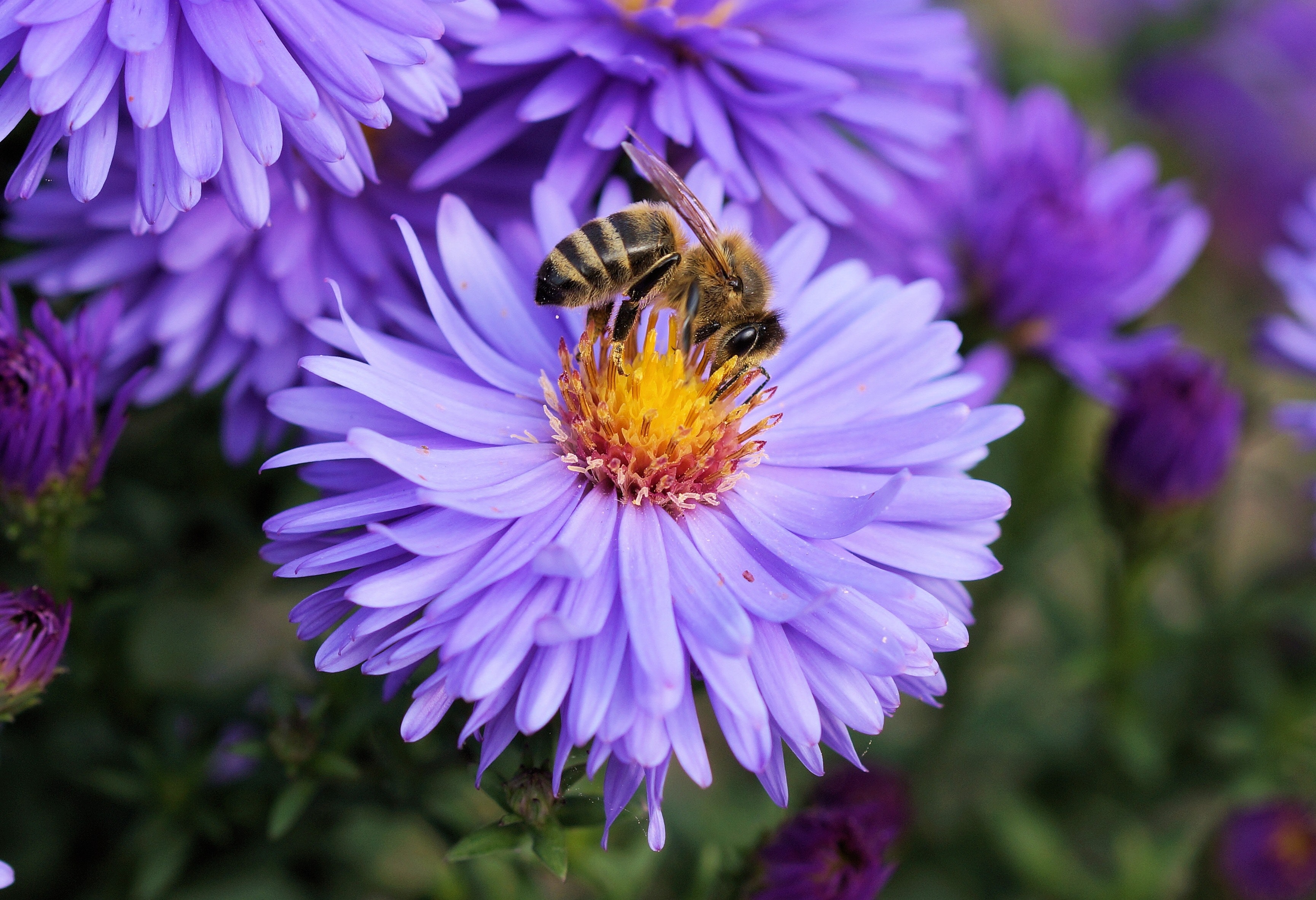 A honey bee on the purple flower of a New York aster